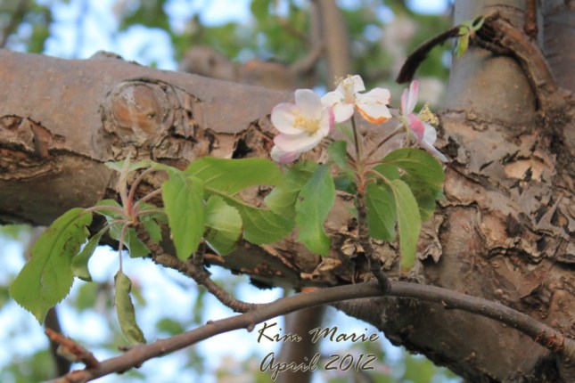 2012_04_11_0896 Micro SIGNED