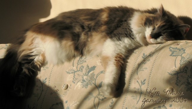 Daffodil's Sun Nap Sign
