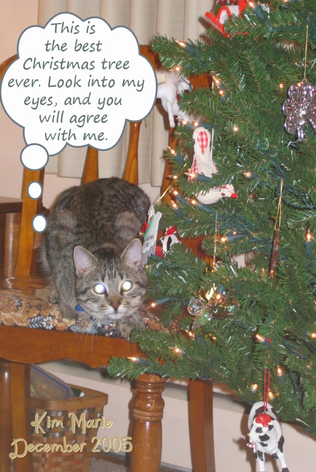 The cat next to the Christmas tree says, "This is the very best Christmas tree ever. Look into my eyes and you will agree with me." The cat's eyes are a bit  too bright from the flash.