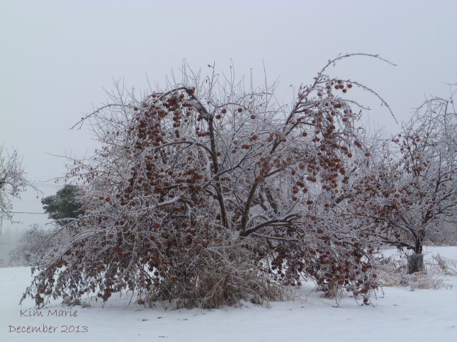 Photo of apple tree frozen ... with the apples still on it.