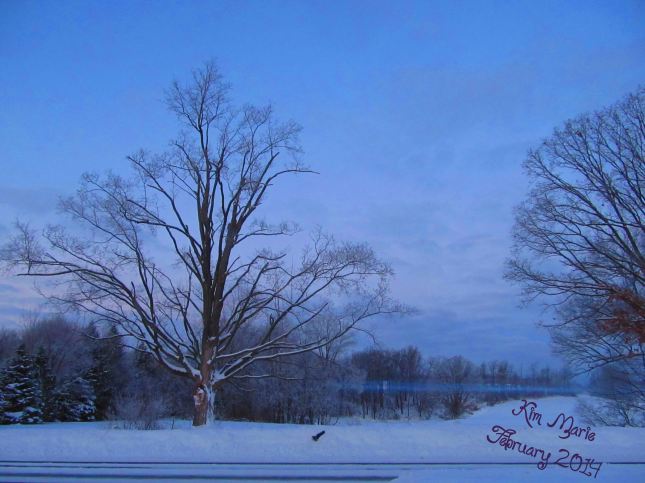 A tree, covered in snow, a field behind it with a thin line of fog running through the field.