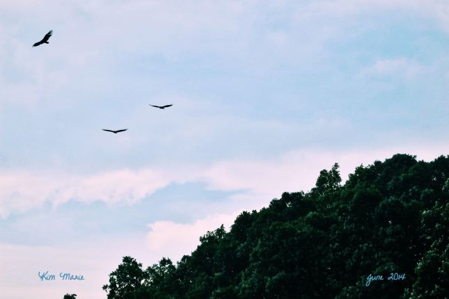 A blue sky, with a couple of clouds, a dark green tree line, and three birds flying in the air.