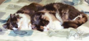 00000508 Daffodil & Daisy 2002