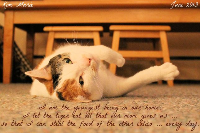 A mostly white calico with an orange right ear, and a gray left ear. She says, "I am the youngest being in our home. I let the tiger eat all that our mom gives us ... so that I can steal the food of the other calico ... every day."
