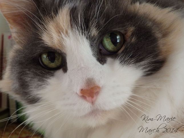 Photo of Daisy kitty with green eyes and gray around her eyes with peach on her cheecks and ears and the rest white fur with a pink nose. Just of her face.