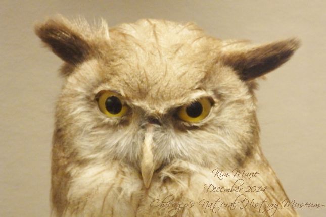 The face of an owl, with golden eyes, ears flat out to the side, and kind of a glare or a question on his face.