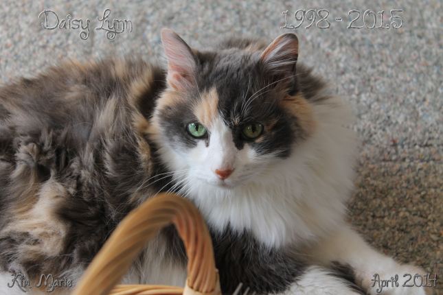 A most beautiful and silky pale calico kitty looking up from the floor next to a basket. 