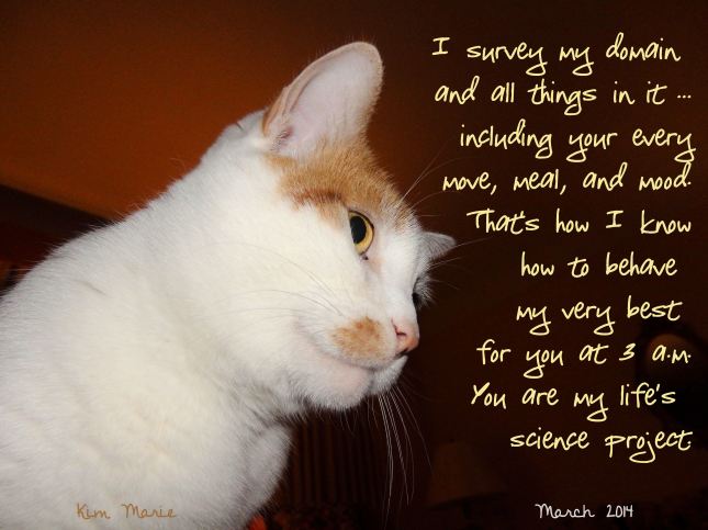 A mostly white, but one orange spot on her face by the ear and another spot on her upper lip of orange, as she looks out surveying her domain. She says, "I survey my domain and all things in it ... including your every move, meal, and mood. That's how I know how to behave my very best for you at 3 a.m. You are my life's science project."