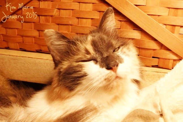 Diluted calico long-haired cat sitting in front of a basket with her nose in the air while she rests on fluffy pillows.