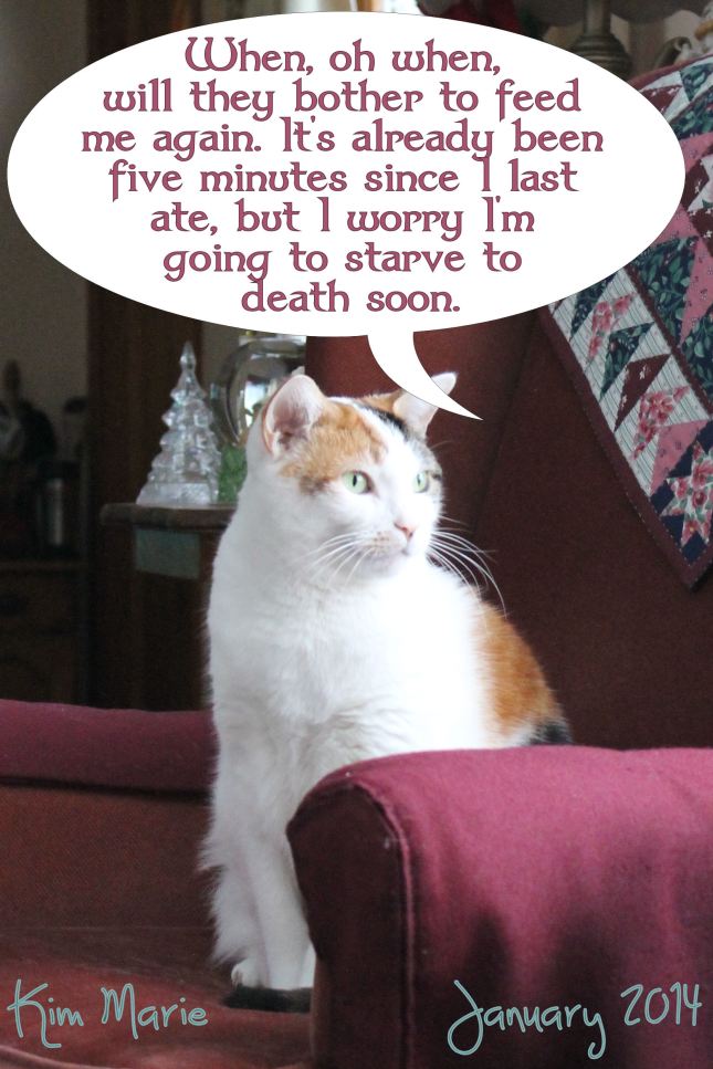 A calico cat sitting in a chair saying, "When, oh when, will they bother to feed me again. It's already been five minutes since I last ate, but I worry I'm going to starve to death soon."