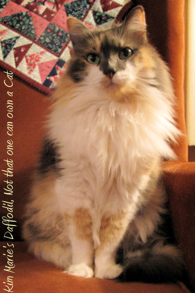 A diluted calico cat with a white chest and gray and peach on her back and face sits on a mauve chair with a quited head rest. It reads, "Kim Marei's Daffodil, Not that one can own a Cat."