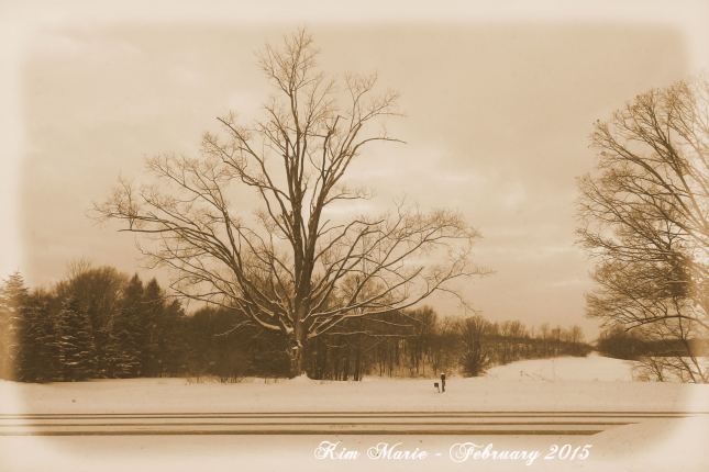 Sepia tone photo of a bare tree in the winter across a snowy road.