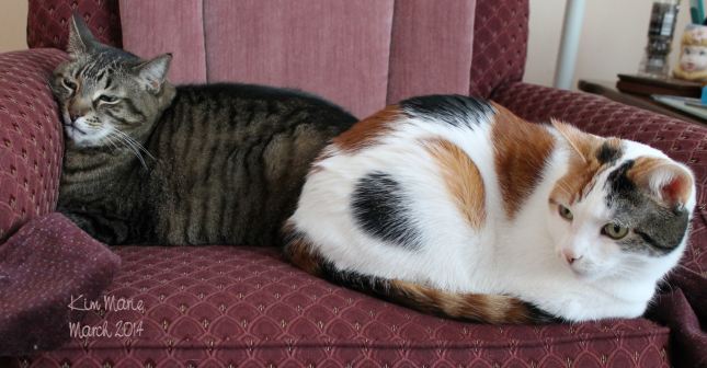 A black tiger cat and a mostly white with some black and orange calico cat sit fanny to fanny on a maroon chair.
