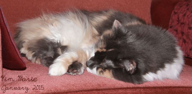 Calico cat on mauve chair, sleeping, her arm over her foot.