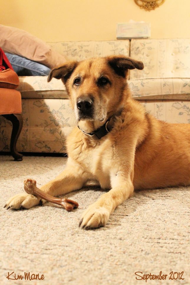 An 85 plus pound mutt with lovely chestnut fur and black tips holding a bone.