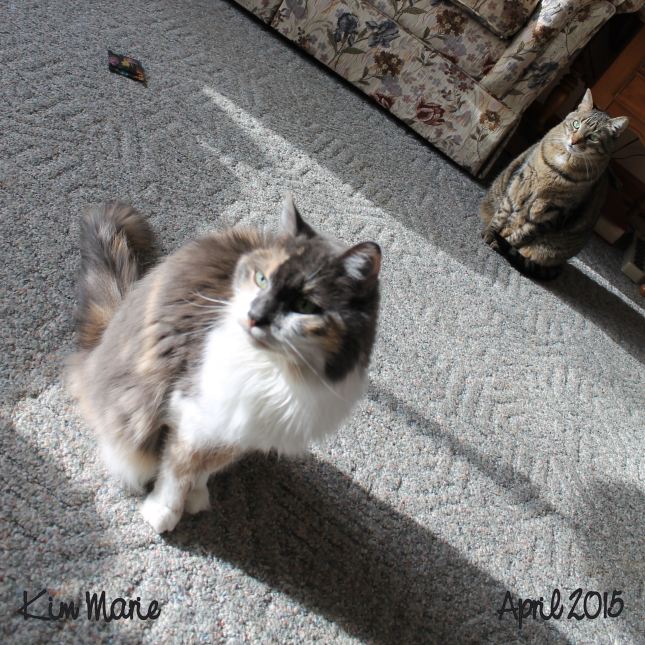 Daffodil in the front and Joy looking on in the back. 