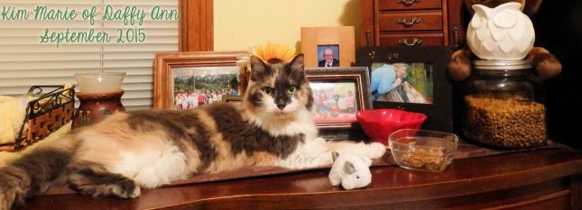 Diluted calico kitty on a cherry dresser with photos and a jewelry box behind her. She is laying on her tummy with her back gray food out a bit and her eyes looking at us intently.