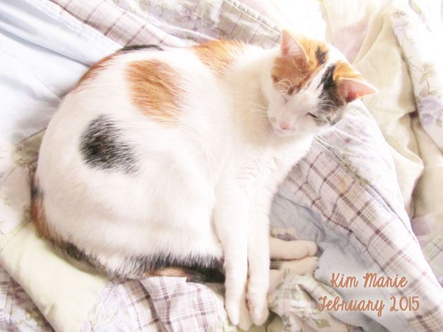 A calico cat, mostly white with some orange and black spots. Her front feet are resting on top of her back feet as she's waking up from a nap.