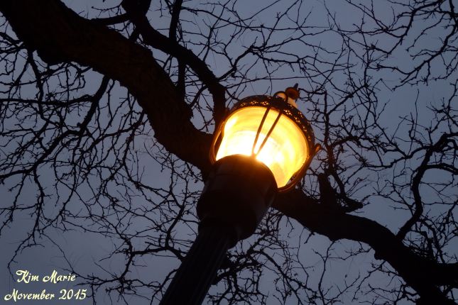 A street light lite up at night with dark trees in the background.