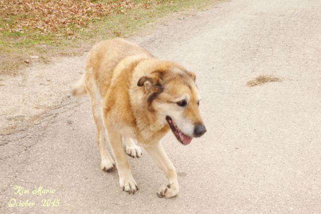 Dog walking on pavement to the leaf pile.