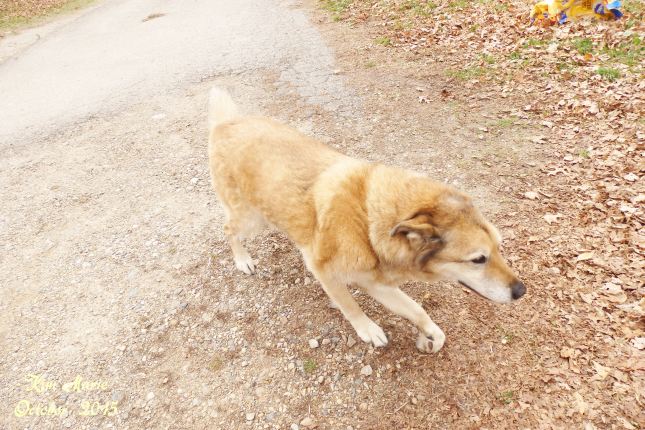 Dog nearly to the leaf pile.