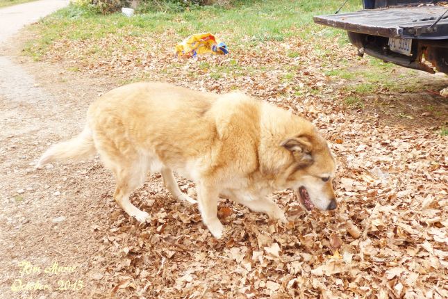 Dog getting into the thick leaves preparing to lay down.