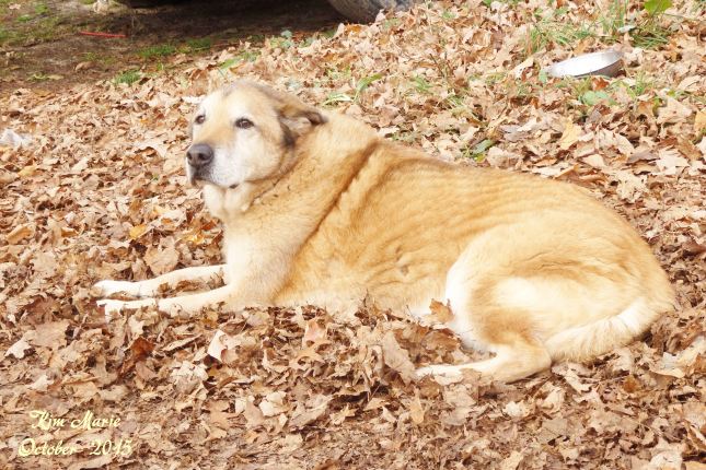 Dog resting nicely on leaf pile.