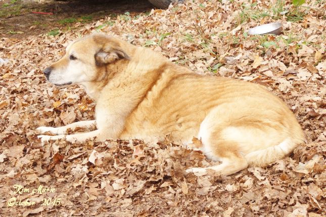 Dog looking up to ensure that he's in the best spot possible.