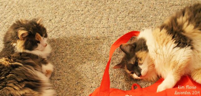 Daisy and Daffodil, diluted calico kitties with white bellies, lounging on the floor and playing with a Target re-usable shopping bag. 