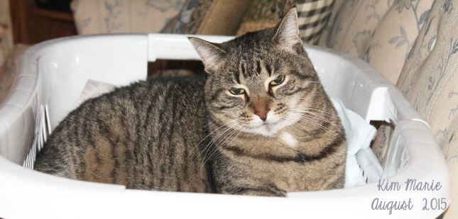 A gray and black tiger kitty sitting in a laundry basket.