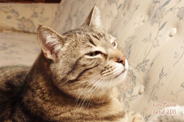 A gray and black tiger kitty with a white muzzle and brown nose looking into a light.
