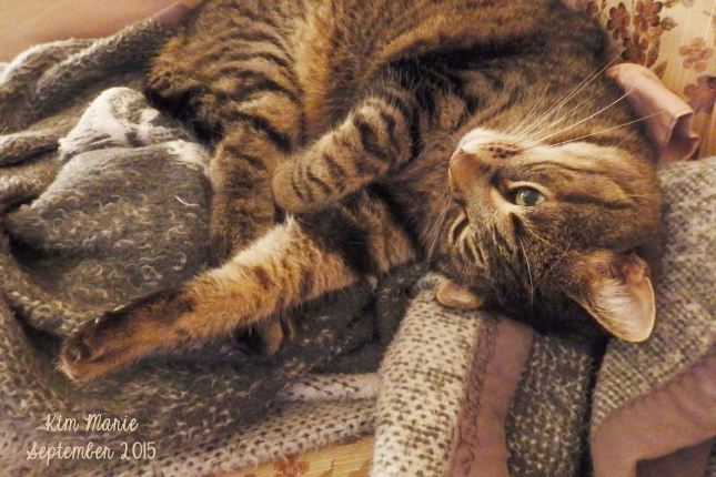 Joy kitty curled up on a gray blanket.