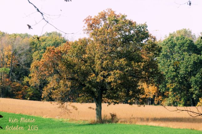 A free in a field in slight autumn colors, but still mostly gren. In front of the tree is green hay. Behind the tree is a cut corn field - all golden yellow. A row of slightly turning trees along the back edge of the photo.