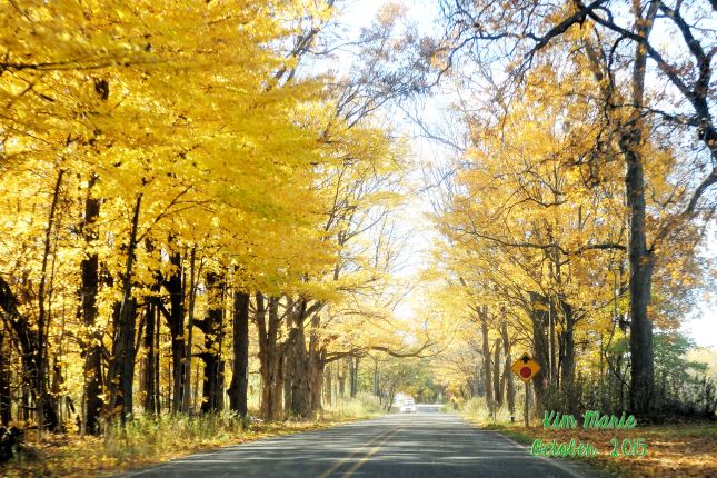Yellow leaved trees line the street on both sides. 