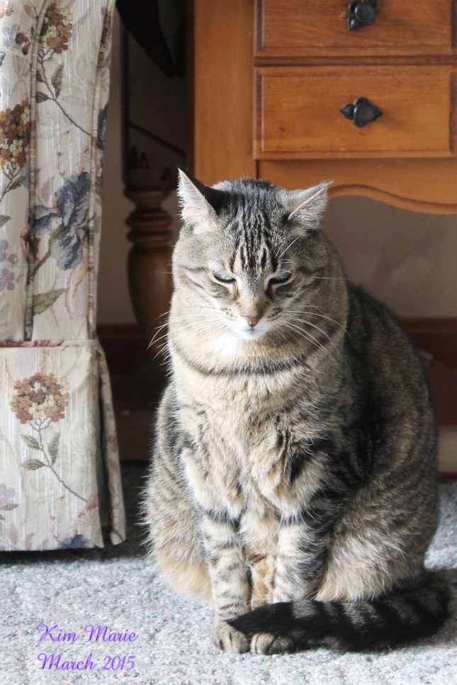 A gray, short-hair tiger cat sitting upright on carpeting with a couch and table behind her.