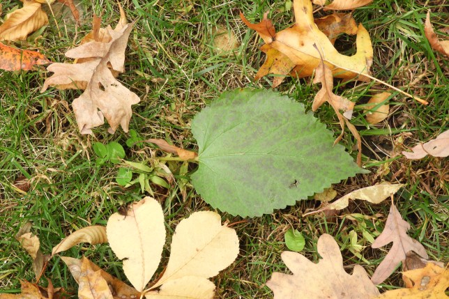 2018-11-04_3563-DSCN4603