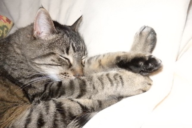 OLYMPUS DIGITAL CAMERA