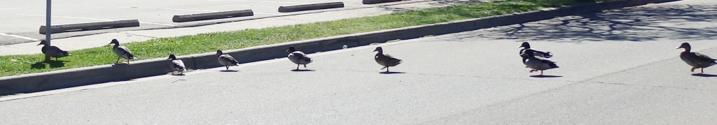 A row of 9 ducks crossing the street. They are all facing left, and 2 of them are next to each other near the end of the row of ducks. Two have already waddled up onto the grass before the sidewalk.